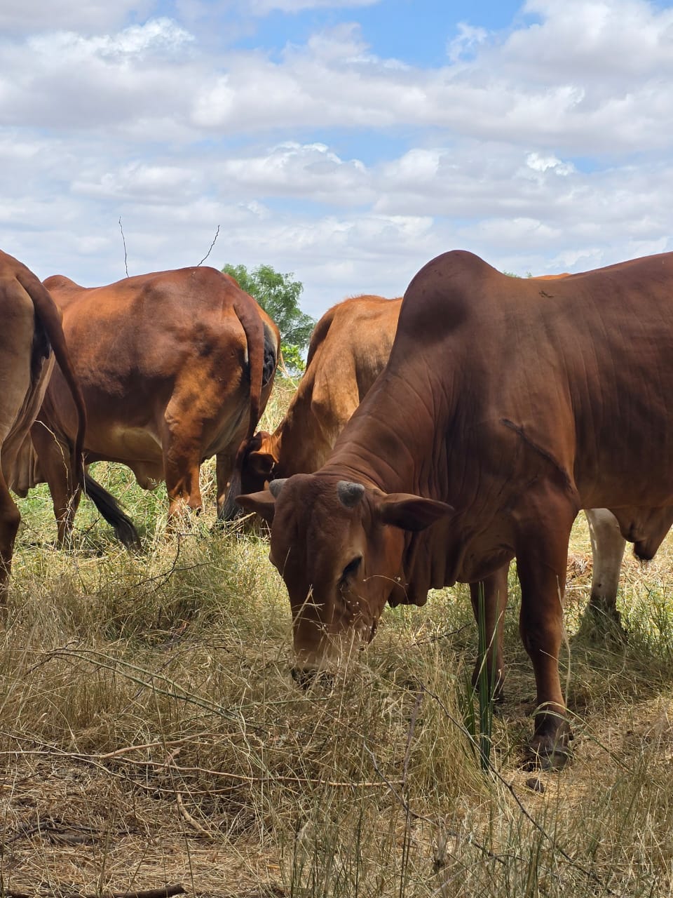 Livestock grazing at Ebby Farm