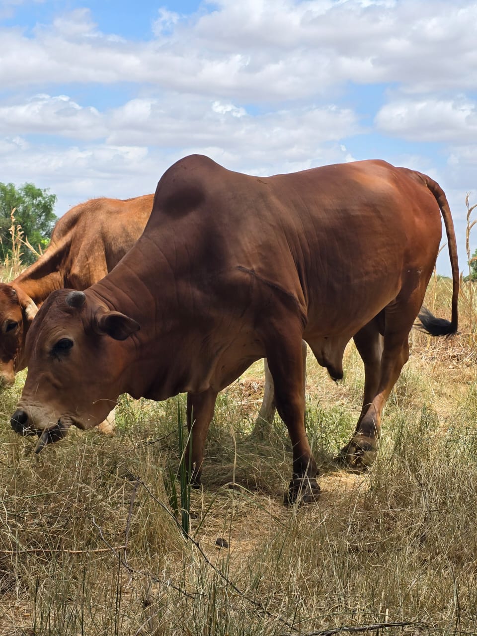 Cattle grazing at Ebby Farm