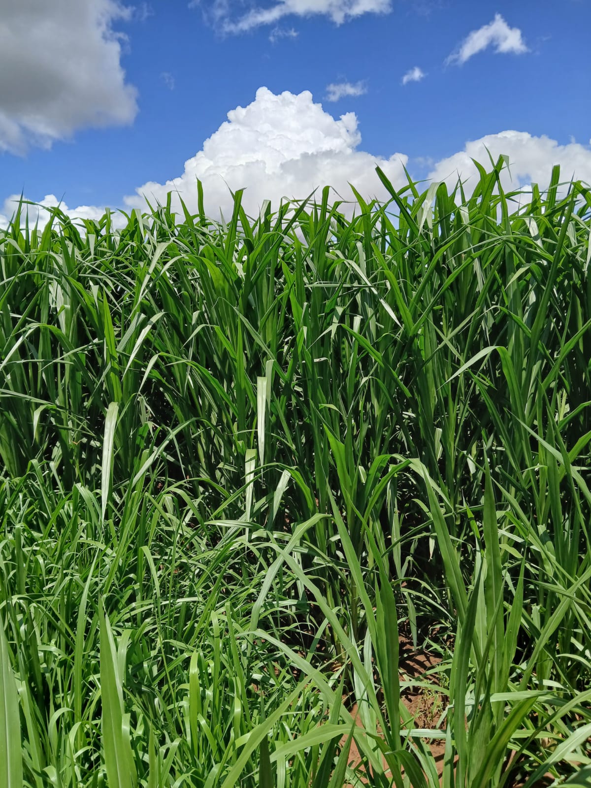 Green crops growing at Ebby Farm